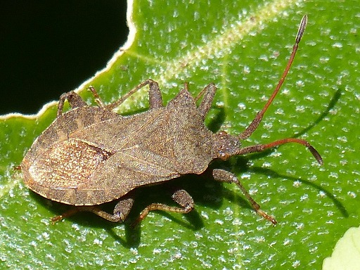Core margine